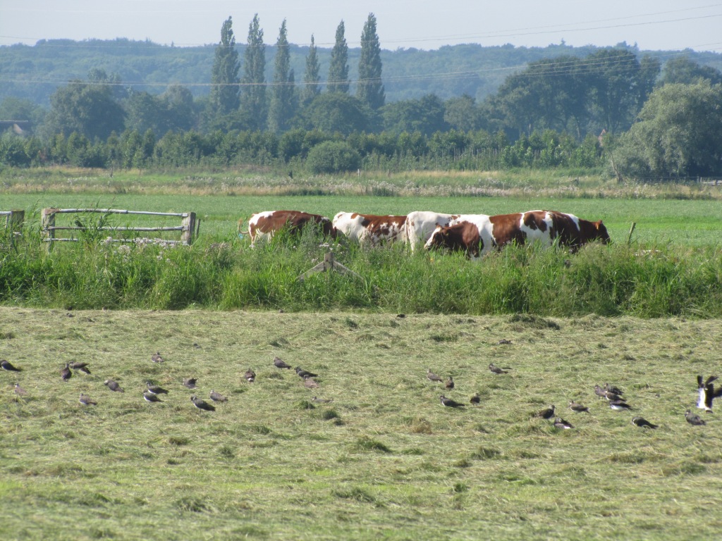 pinken in het Binnenveld