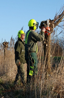 wilgen knotten